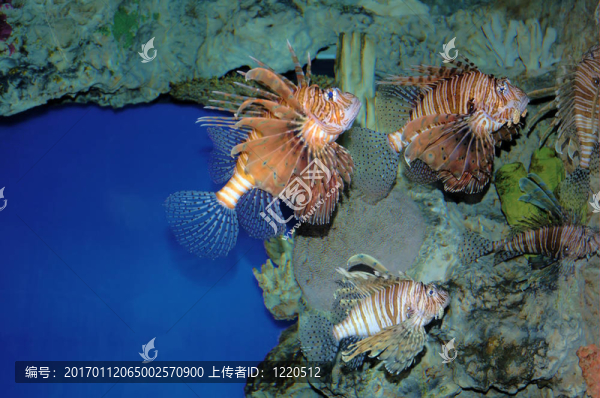 龍魚