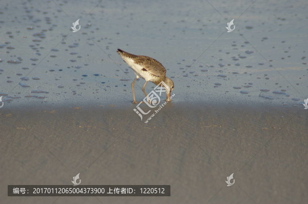 餓砂吹笛