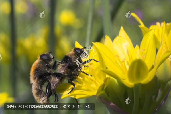 蜜蜂在花