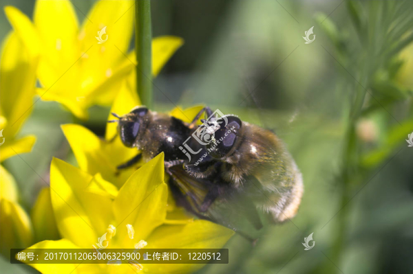 蜜蜂在花