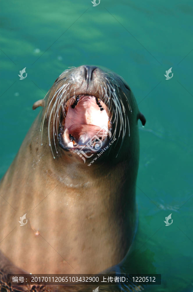 海獅打哈欠