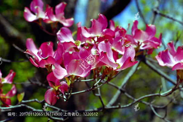 紅色的春天的花朵