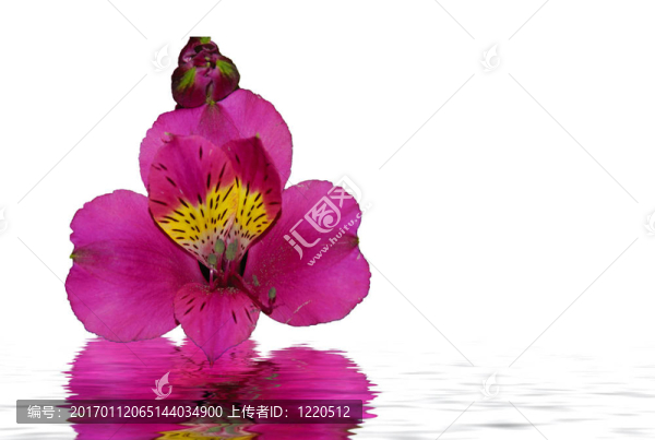 粉紅蘭花