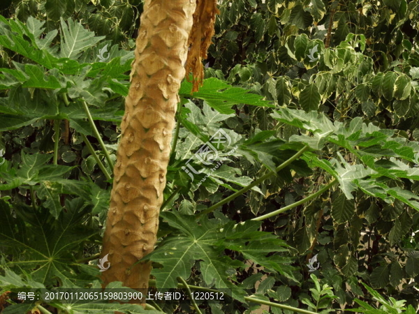熱帶植被