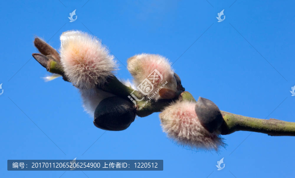 天空的背景上的春天的樹枝