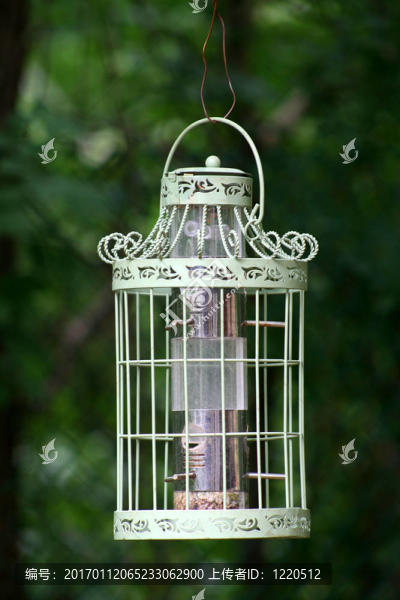 喂鳥(niǎo)-匯圖網(wǎng) www.fosd68.com 喂鳥(niǎo)