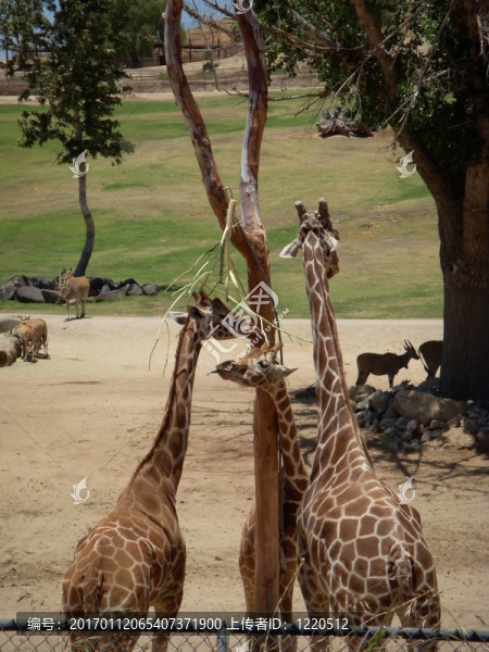 Giraffe的家人。