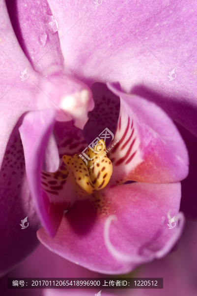 蘭花