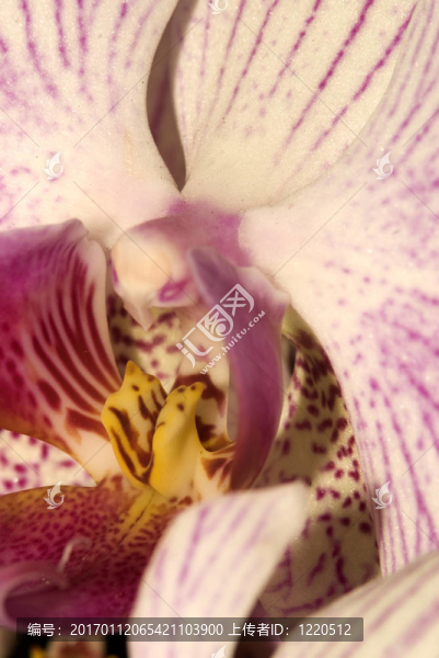 蘭花