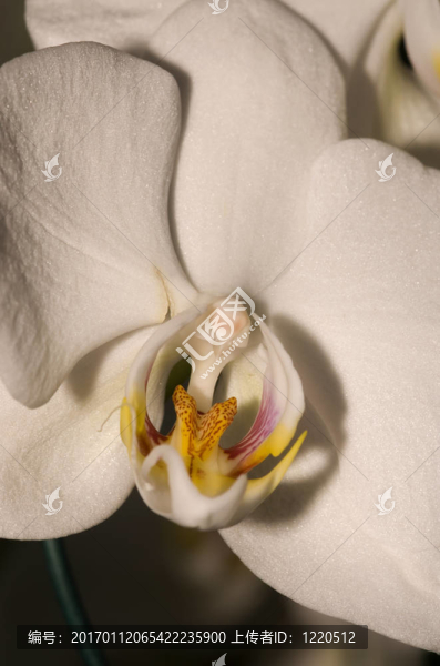 白蘭花