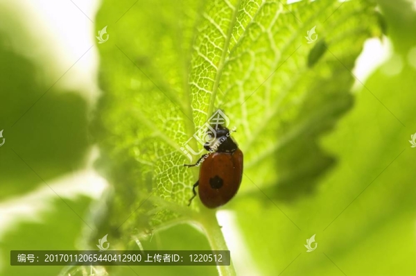 瓢蟲吃蚜蟲