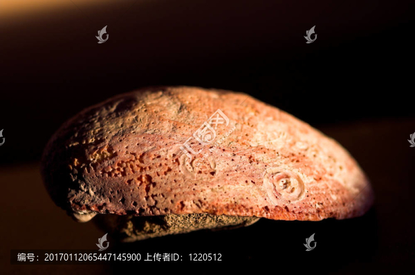 大侵蝕的殼