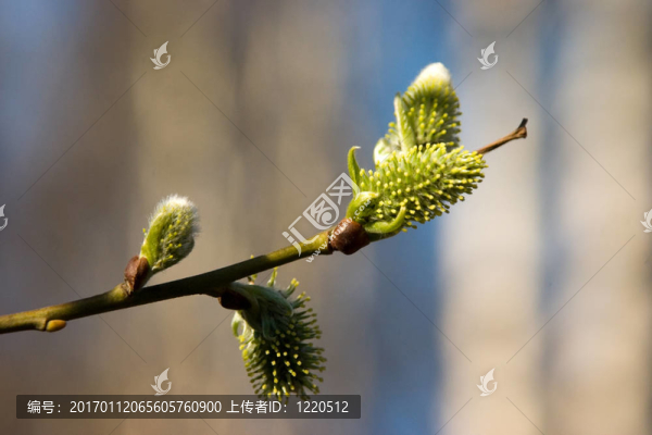 春季開花枝