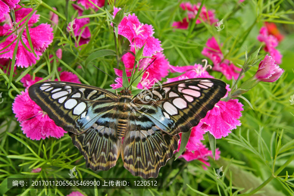 蝴蝶在綠葉上
