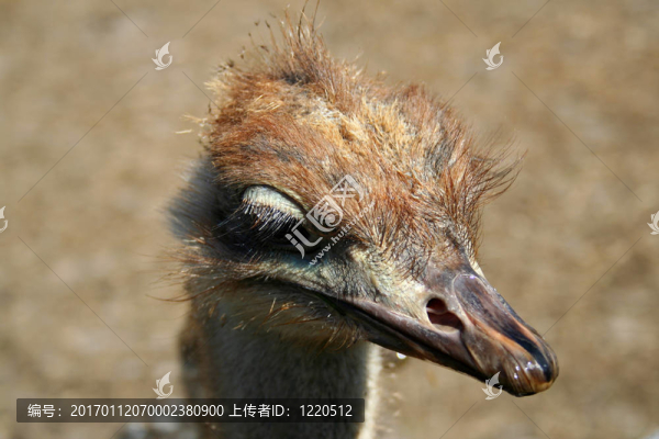 鴕鳥的孩子