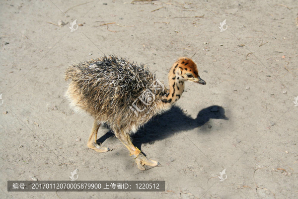 鴕鳥的孩子