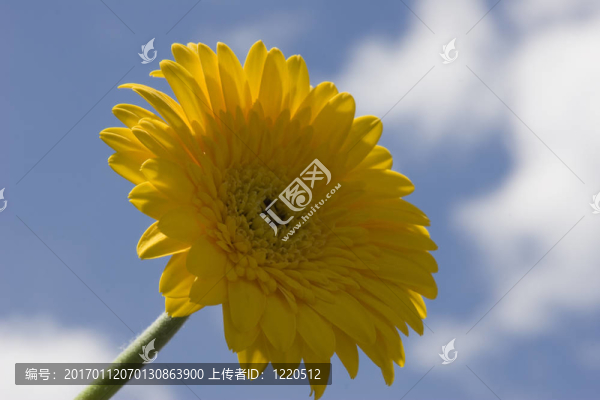 非洲菊