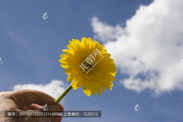 非洲菊