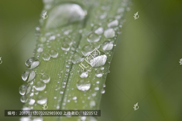 葉滴