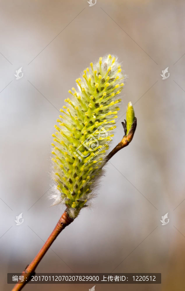 簡潔的關(guān)于春天的