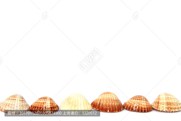 貝殼