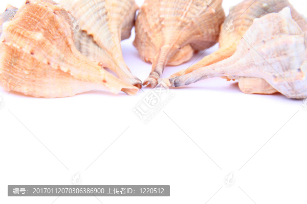 貝殼