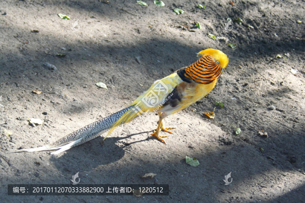 金雞
