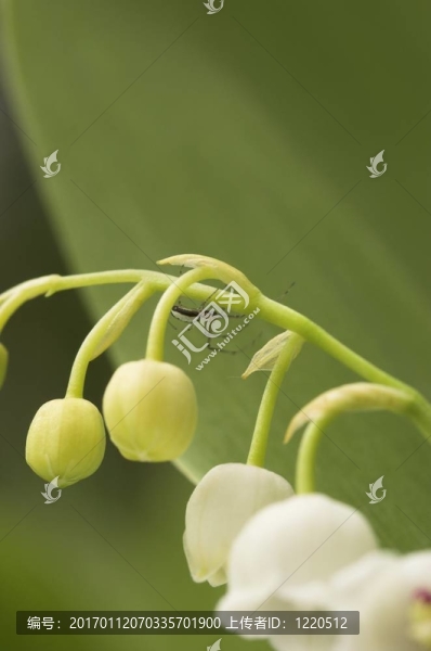 蜘蛛lilly-of-t