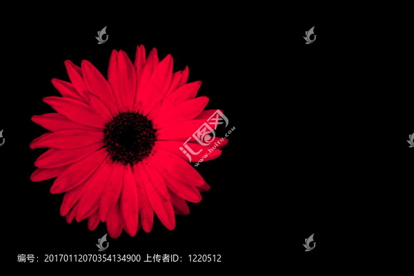 粉紅色的雛菊