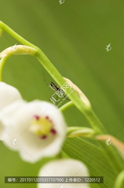 在VA莉莉蜘蛛