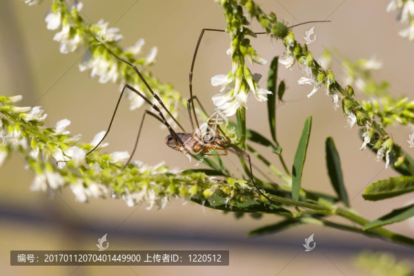 花上的蜘蛛