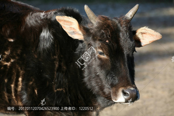 瘤牛