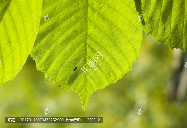 板栗葉