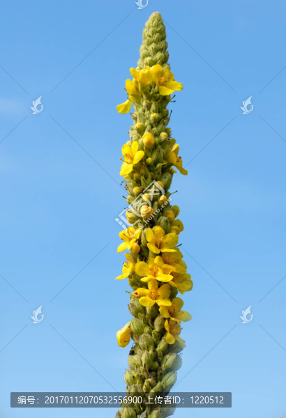 毛蕊花盛開