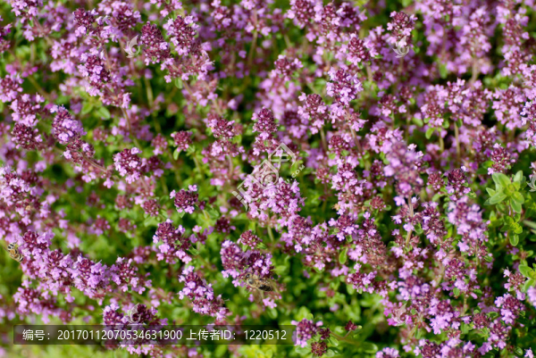 百里香的背景-匯圖網(wǎng) www.fosd68.com 百里香的背景