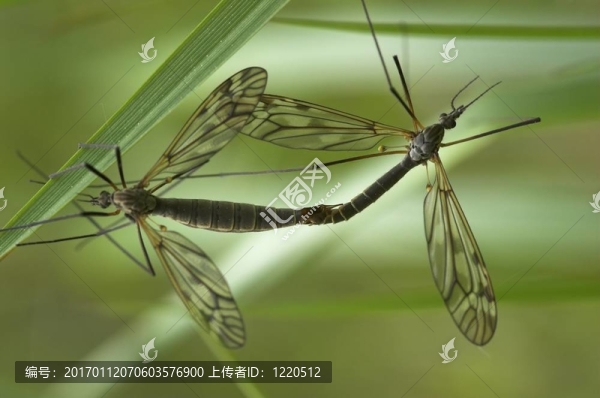交配craneflies