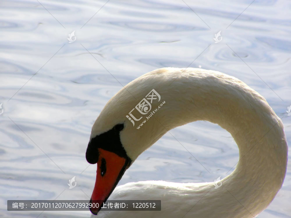 像天鵝-匯圖網(wǎng) www.fosd68.com 像天鵝