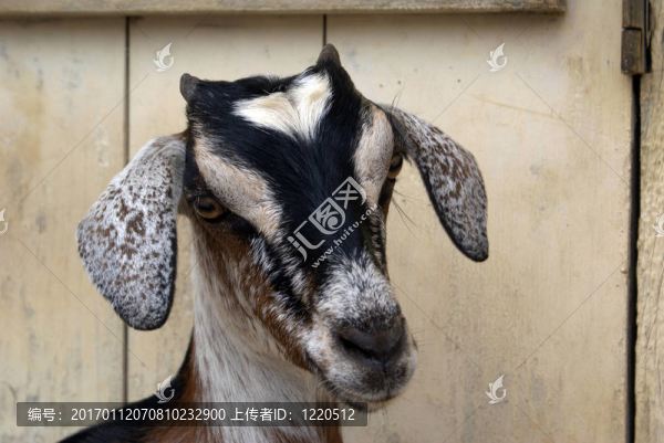 羊