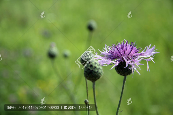 薊