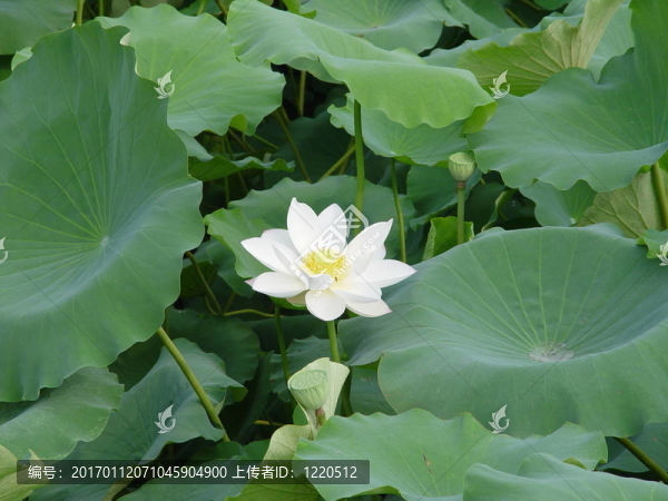 亞洲白蓮花