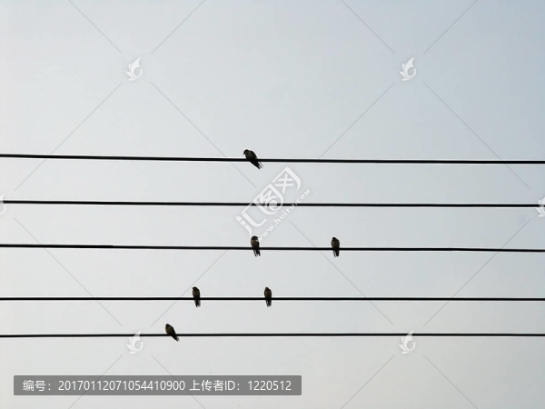 電線上的鳥