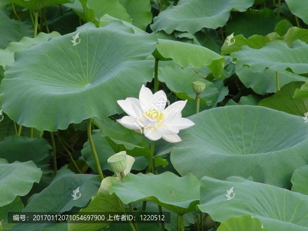 亞洲白蓮花