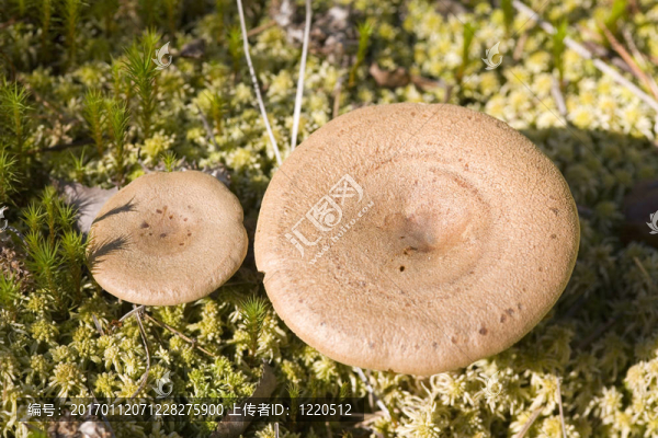 Lactarius,rufus界