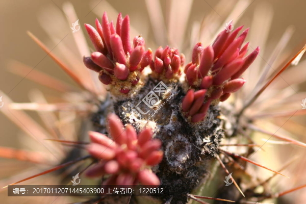 C.玉蘭花