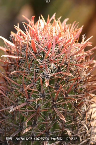 Prickly,Grandiflora