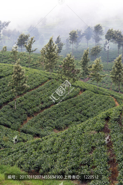 茶園和克勞斯