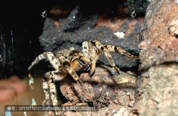 蜘蛛-匯圖網(wǎng) www.fosd68.com 蜘蛛