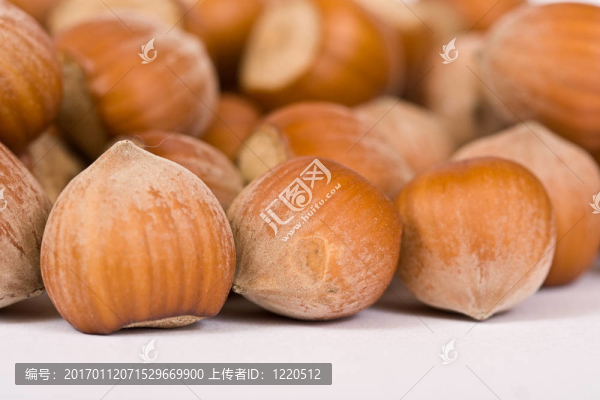 榛子特寫孤立在白色背景