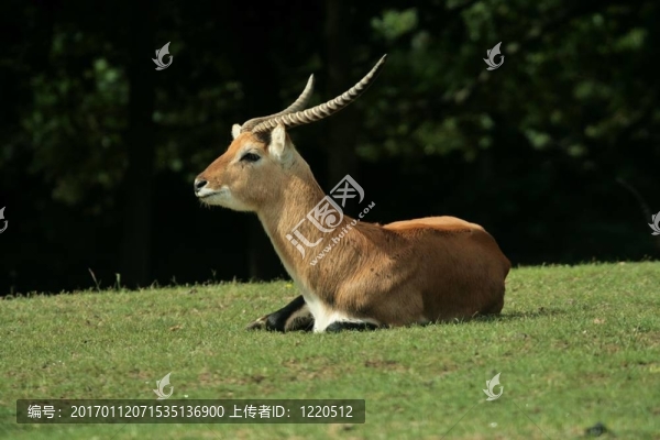 格蘭特瞪羚