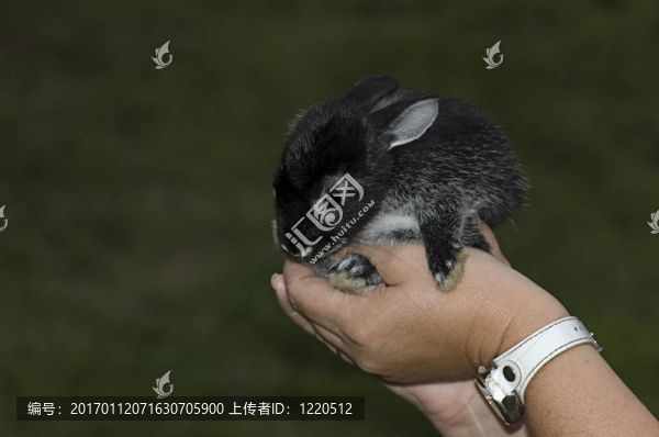 小兔子